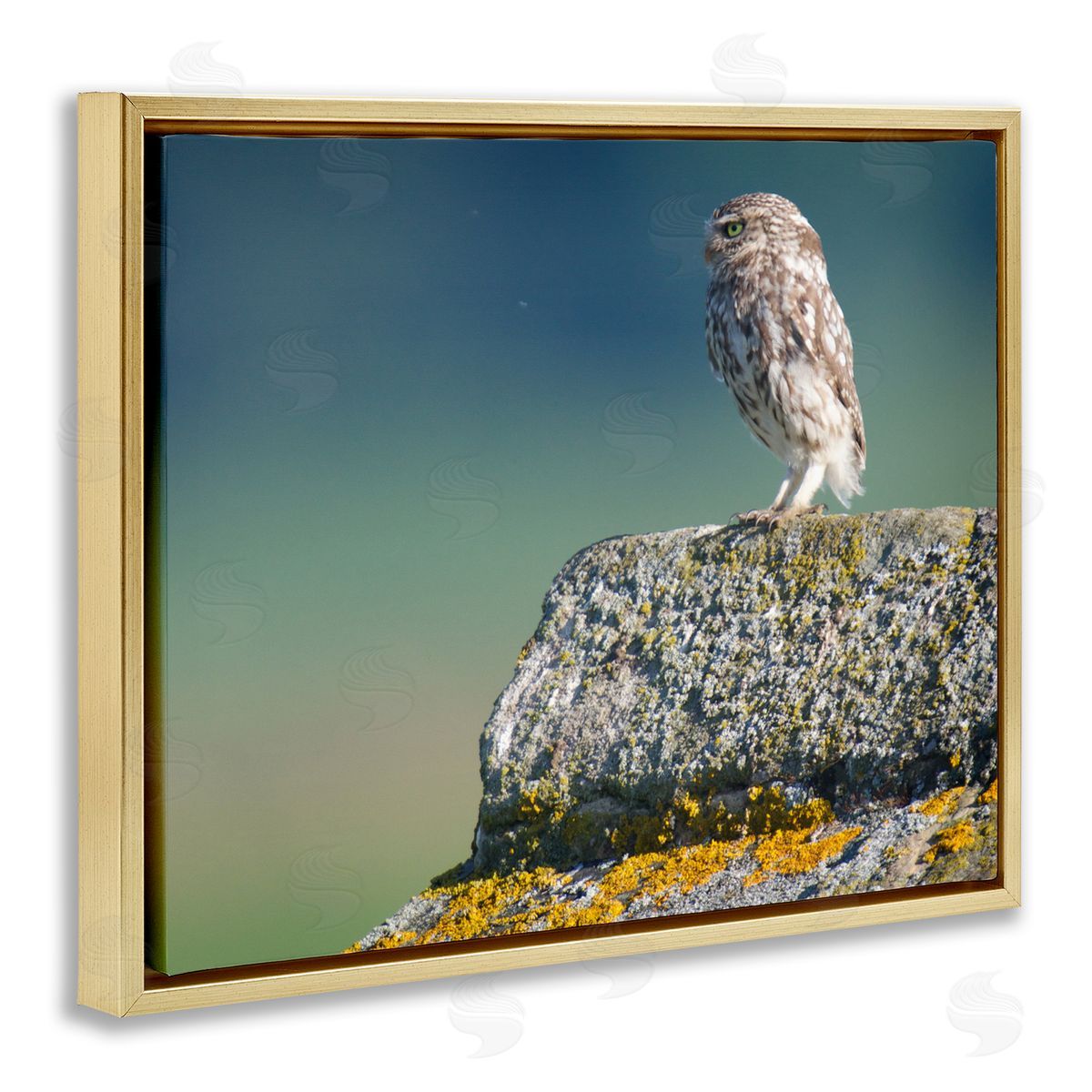 James Dobson Small Owl Gazing Thoughtfully Mossy Rock Scenery Gold Floating Frame Canvas Wall Art Print