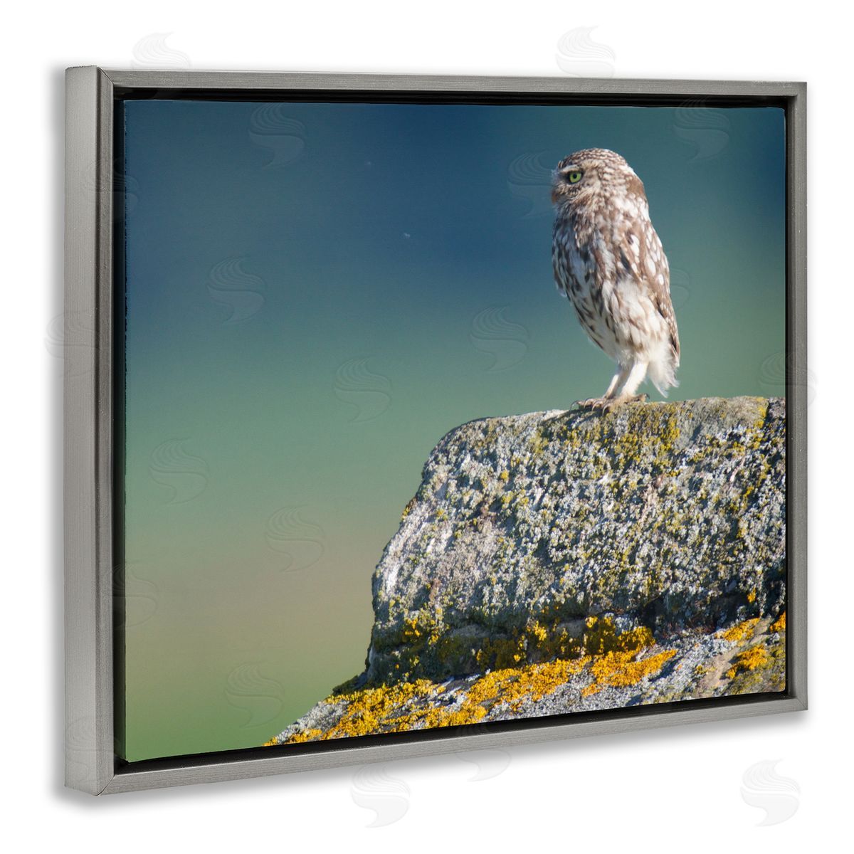 James Dobson Small Owl Gazing Thoughtfully Mossy Rock Scenery Gray Floating Frame Canvas Wall Art Print