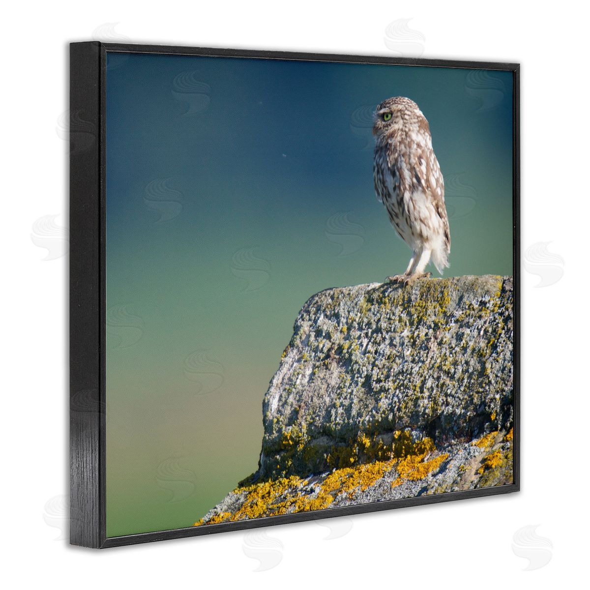 James Dobson Small Owl Gazing Thoughtfully Mossy Rock Scenery Black Framed Giclee Wall Art Print