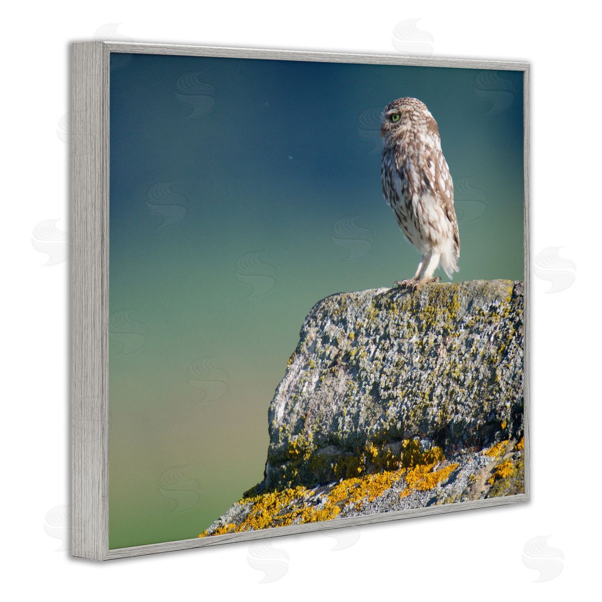James Dobson Small Owl Gazing Thoughtfully Mossy Rock Scenery Gray Framed Giclee Wall Art Print