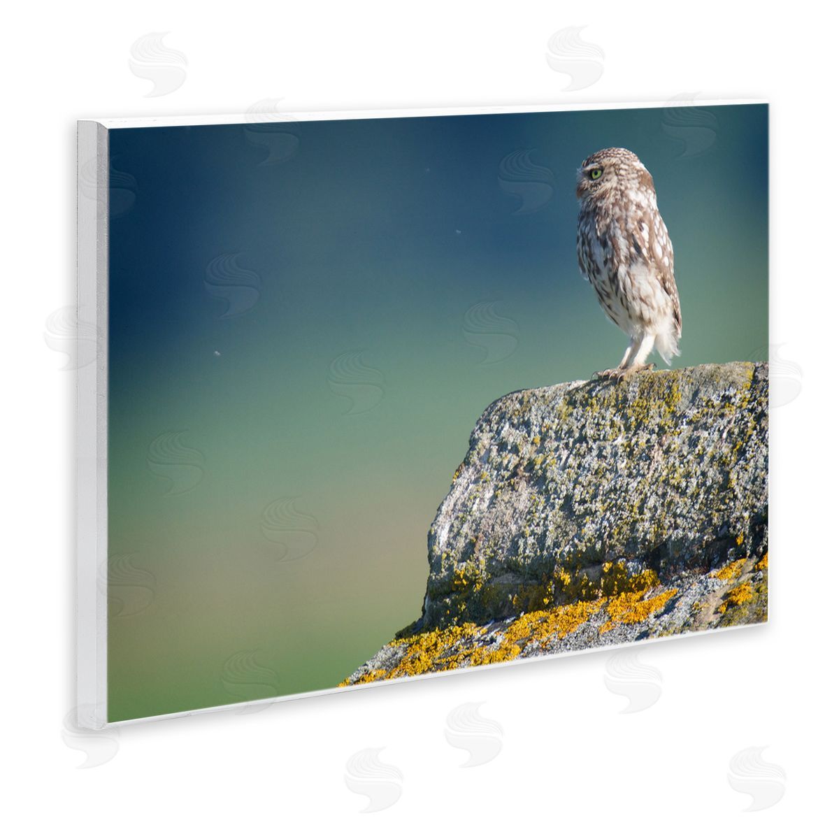 James Dobson Small Owl Gazing Thoughtfully Mossy Rock Scenery Wall Plaque Art Print