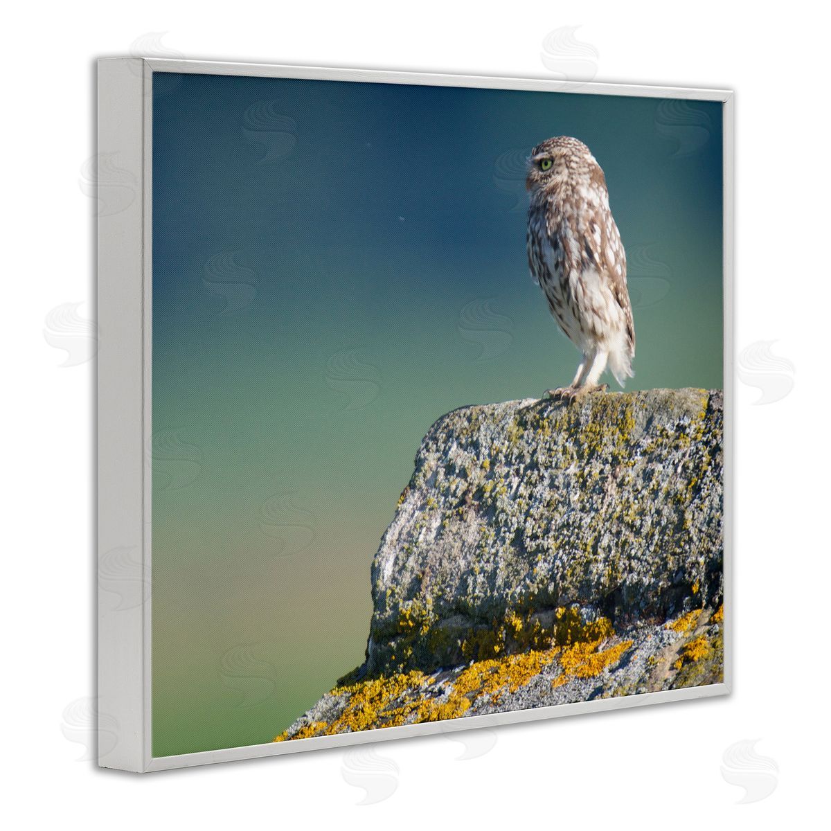 James Dobson Small Owl Gazing Thoughtfully Mossy Rock Scenery White Framed Giclee Wall Art Print