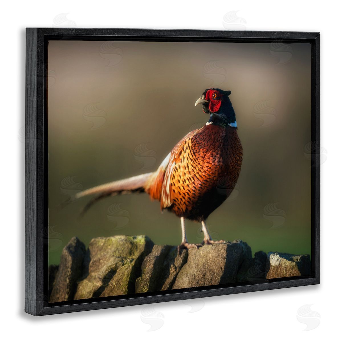 James Dobson Illuminated Pheasant Bird Standing Woodland Nature Scenery Black Floating Frame Canvas Wall Art Print