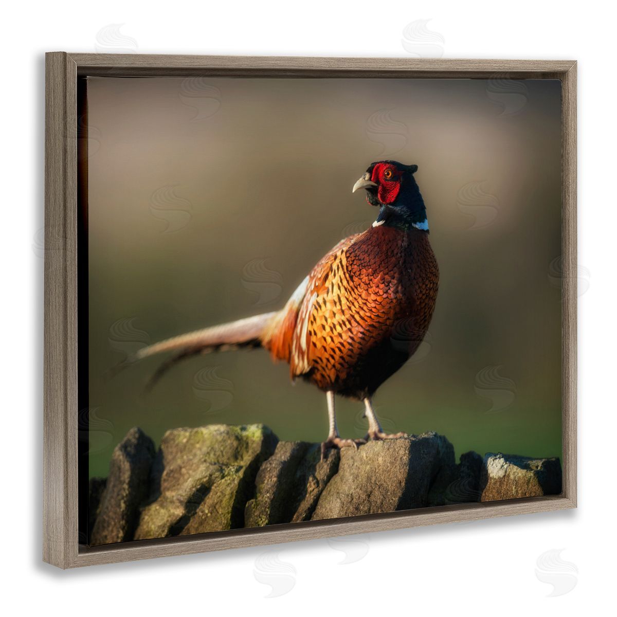 James Dobson Illuminated Pheasant Bird Standing Woodland Nature Scenery Brown Floating Frame Canvas Wall Art Print