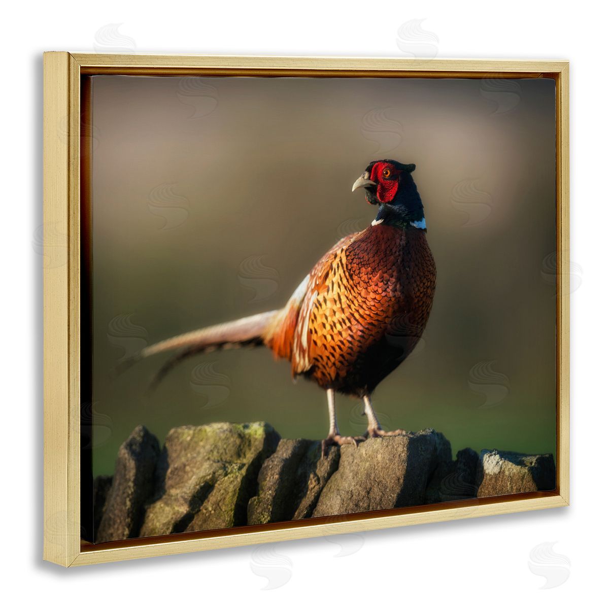 James Dobson Illuminated Pheasant Bird Standing Woodland Nature Scenery Gold Floating Frame Canvas Wall Art Print