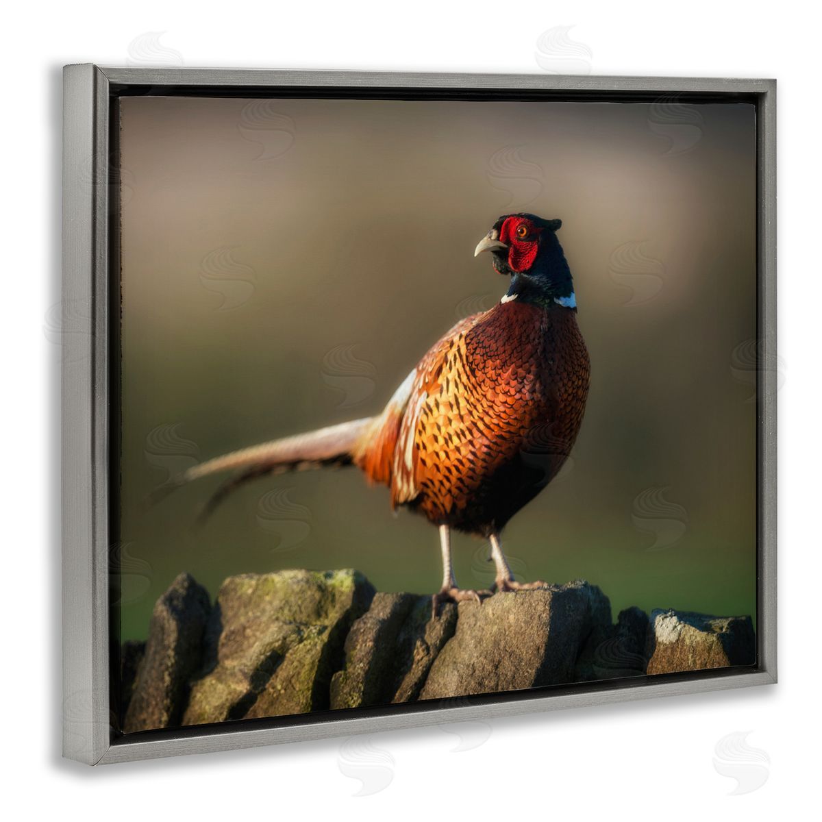 James Dobson Illuminated Pheasant Bird Standing Woodland Nature Scenery Gray Floating Frame Canvas Wall Art Print