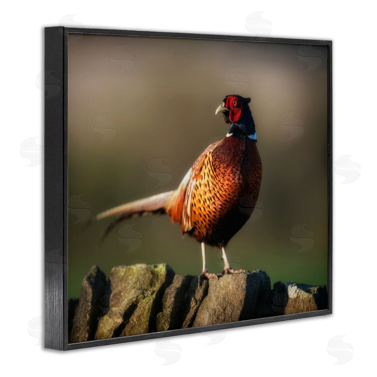 James Dobson Illuminated Pheasant Bird Standing Woodland Nature Scenery Black Framed Giclee Wall Art Print