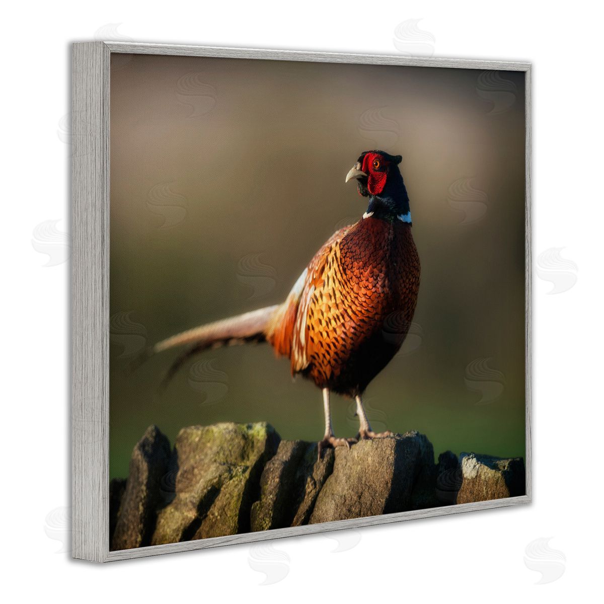 James Dobson Illuminated Pheasant Bird Standing Woodland Nature Scenery Gray Framed Giclee Wall Art Print