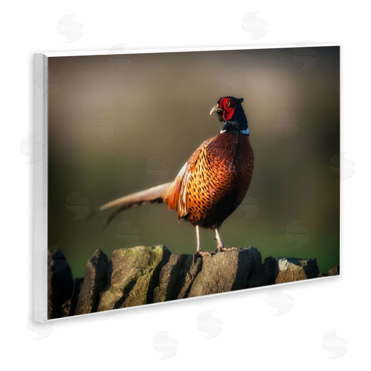 James Dobson Illuminated Pheasant Bird Standing Woodland Nature Scenery Wall Plaque Art Print