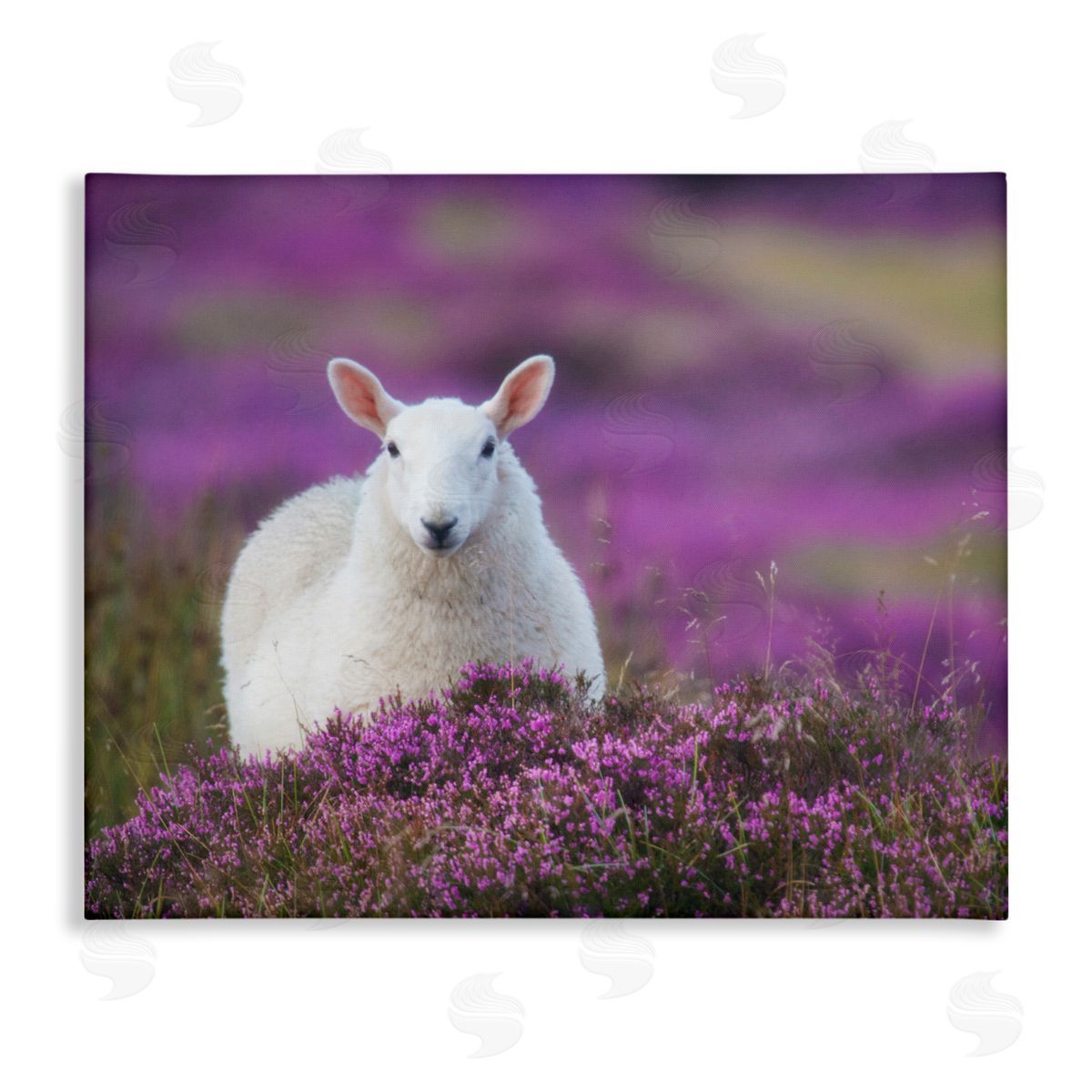 James Dobson Elegant White Sheep Among Purple Flower Meadow Stretched Canvas Wall Art Print