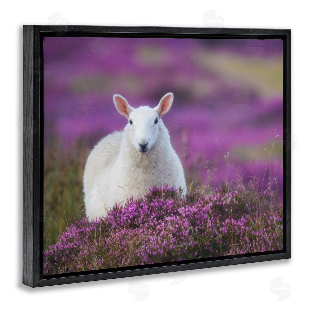 James Dobson Elegant White Sheep Among Purple Flower Meadow Black Floating Frame Canvas Wall Art Print
