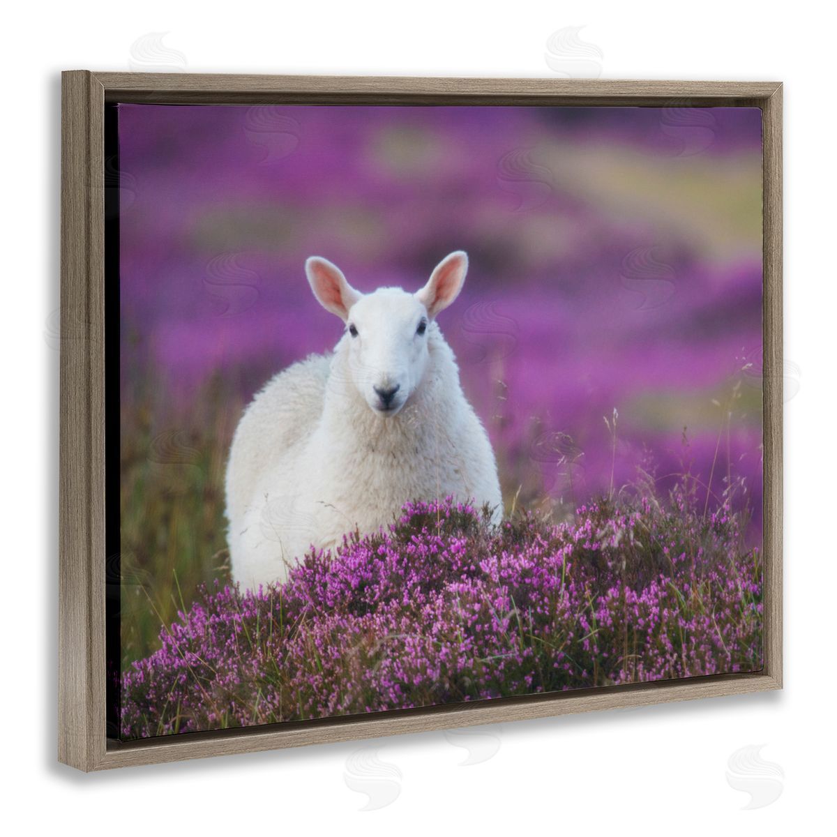 James Dobson Elegant White Sheep Among Purple Flower Meadow Brown Floating Frame Canvas Wall Art Print