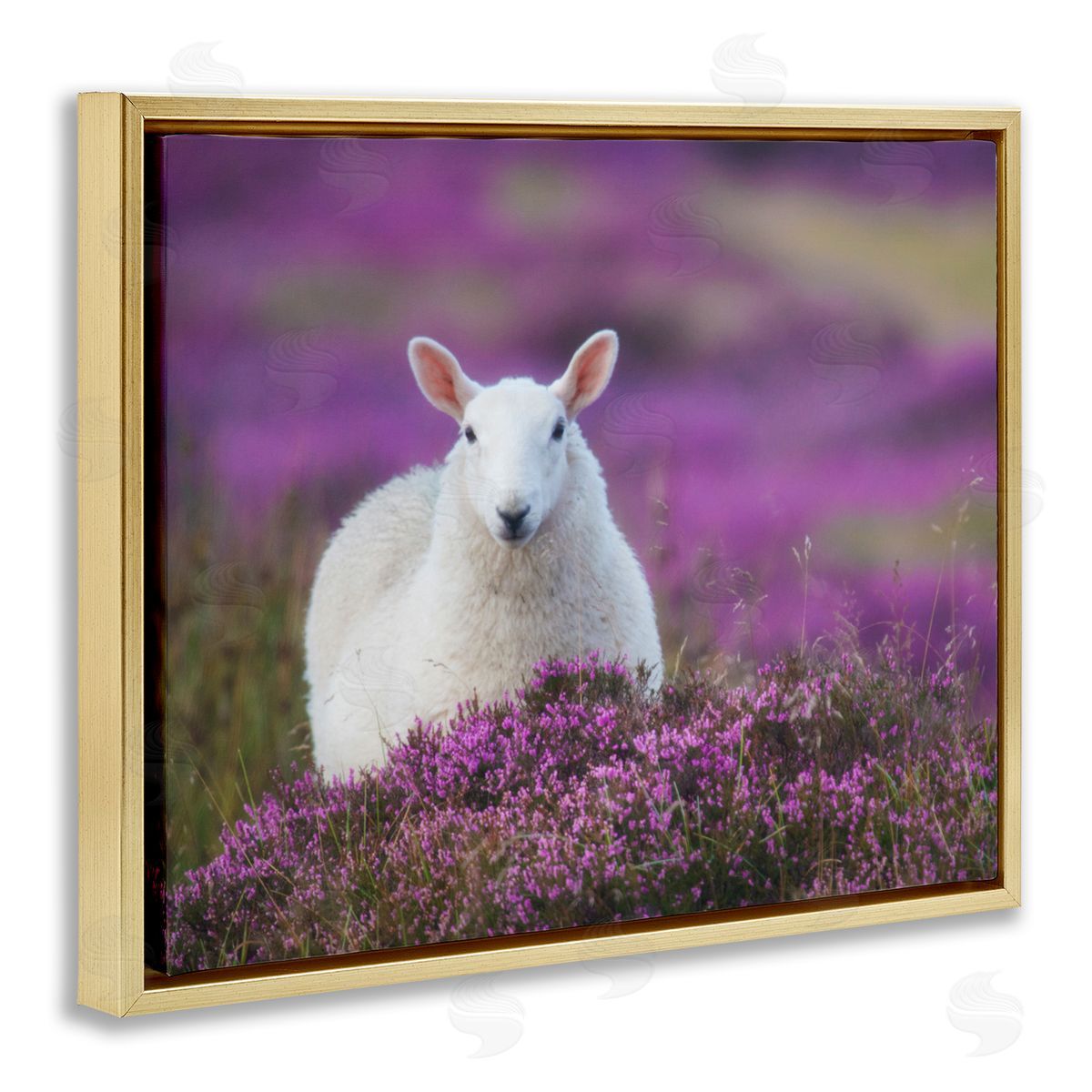 James Dobson Elegant White Sheep Among Purple Flower Meadow Gold Floating Frame Canvas Wall Art Print