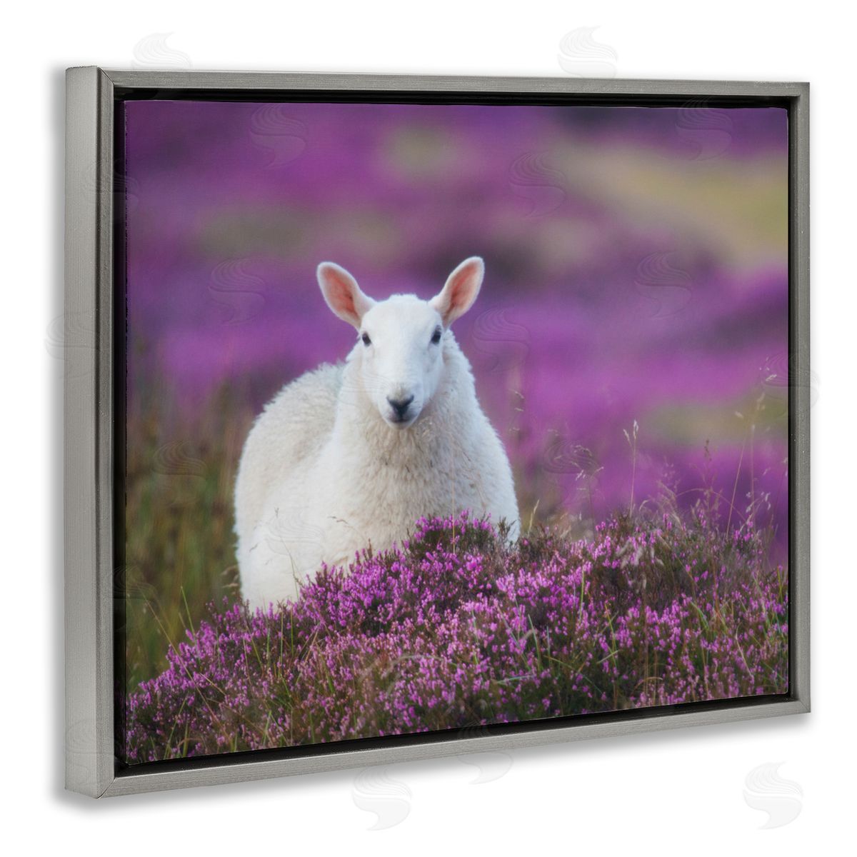 James Dobson Elegant White Sheep Among Purple Flower Meadow Gray Floating Frame Canvas Wall Art Print