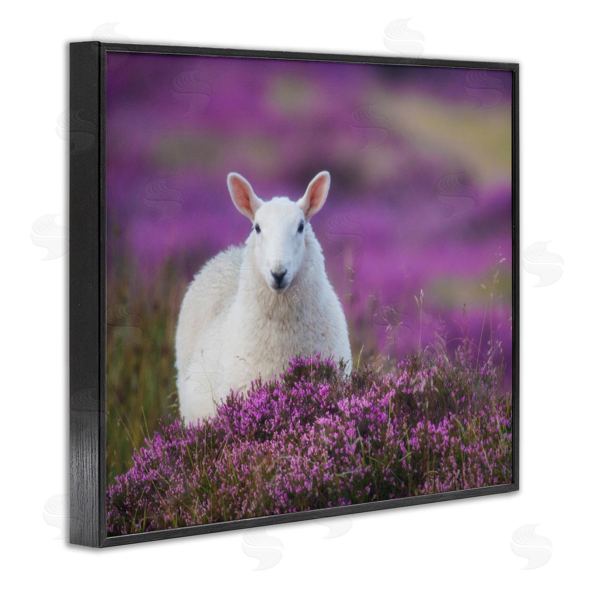 James Dobson Elegant White Sheep Among Purple Flower Meadow Black Framed Giclee Wall Art Print