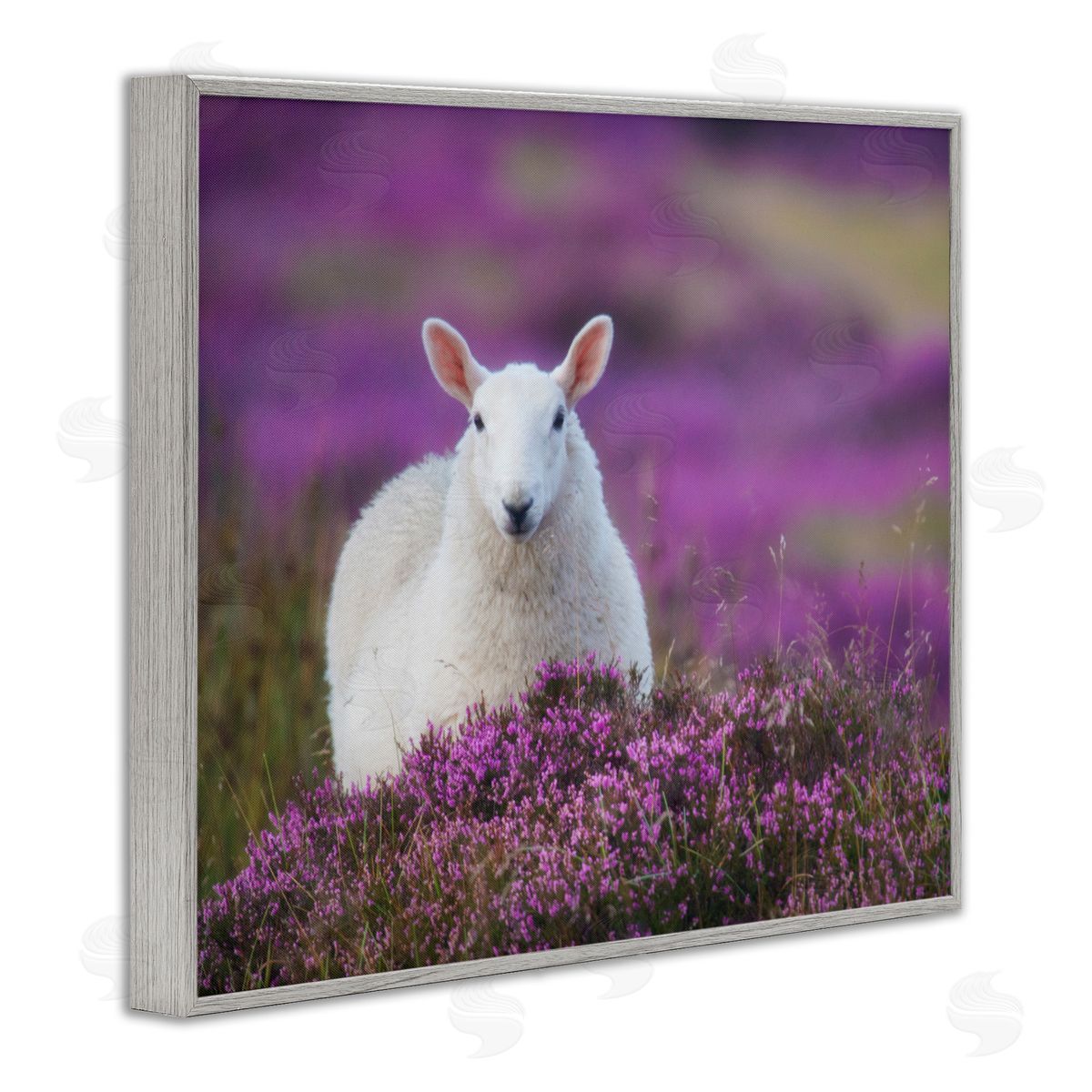James Dobson Elegant White Sheep Among Purple Flower Meadow Gray Framed Giclee Wall Art Print
