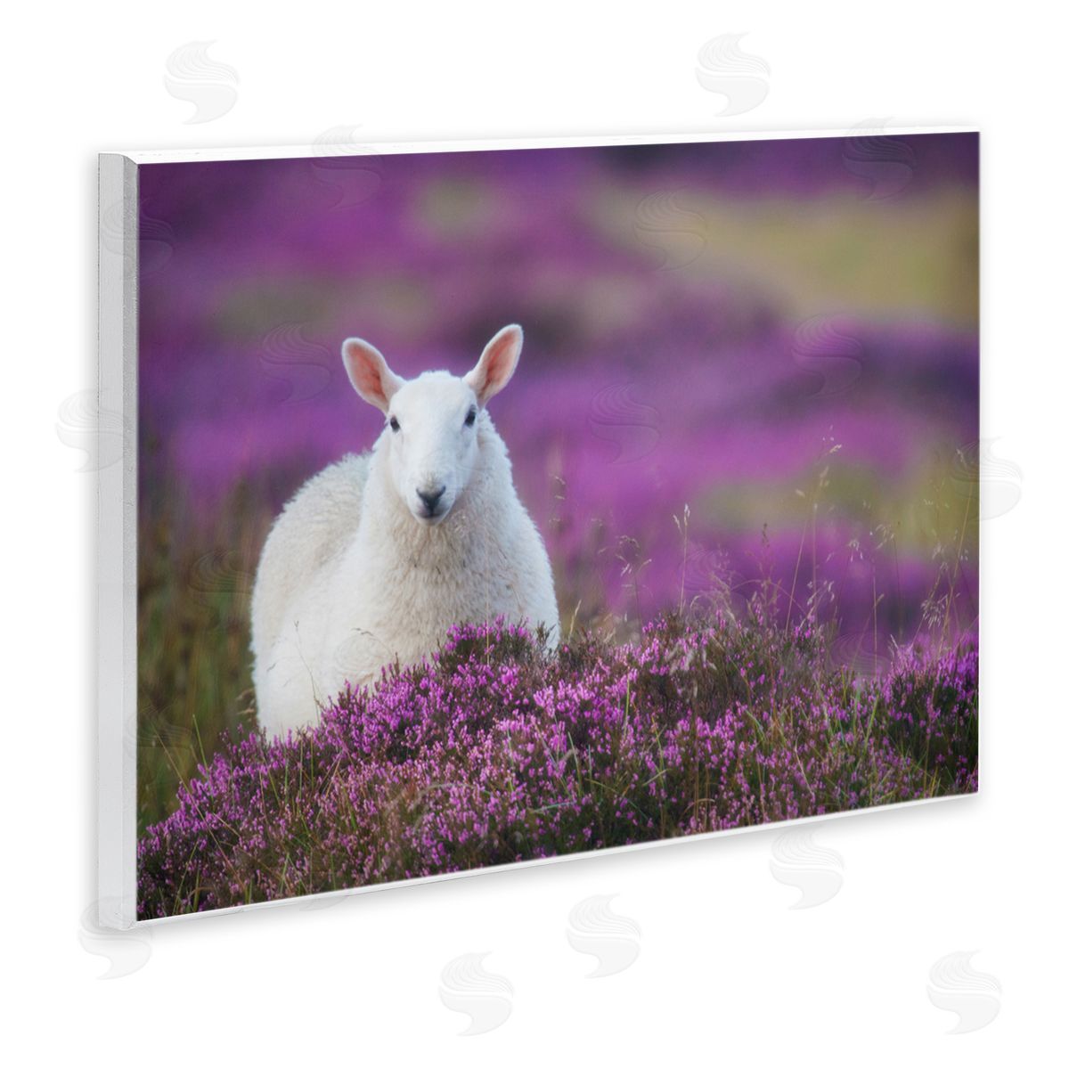James Dobson Elegant White Sheep Among Purple Flower Meadow Wall Plaque Art Print