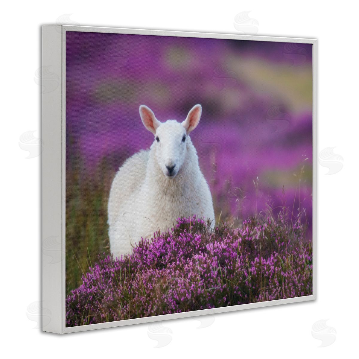 James Dobson Elegant White Sheep Among Purple Flower Meadow White Framed Giclee Wall Art Print
