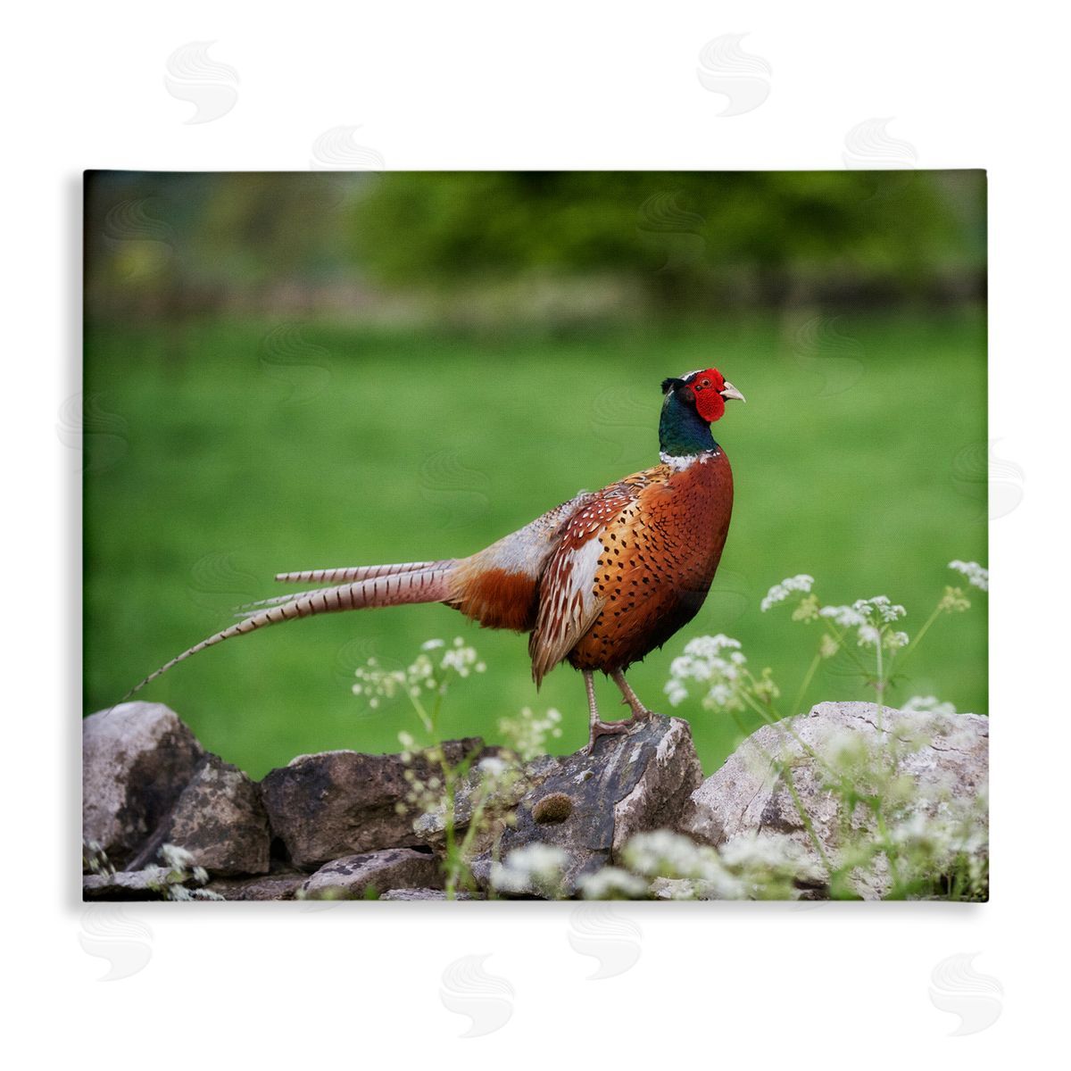 James Dobson Pheasant Strolling Lush Grassland Rural Nature Landscape Stretched Canvas Wall Art Print