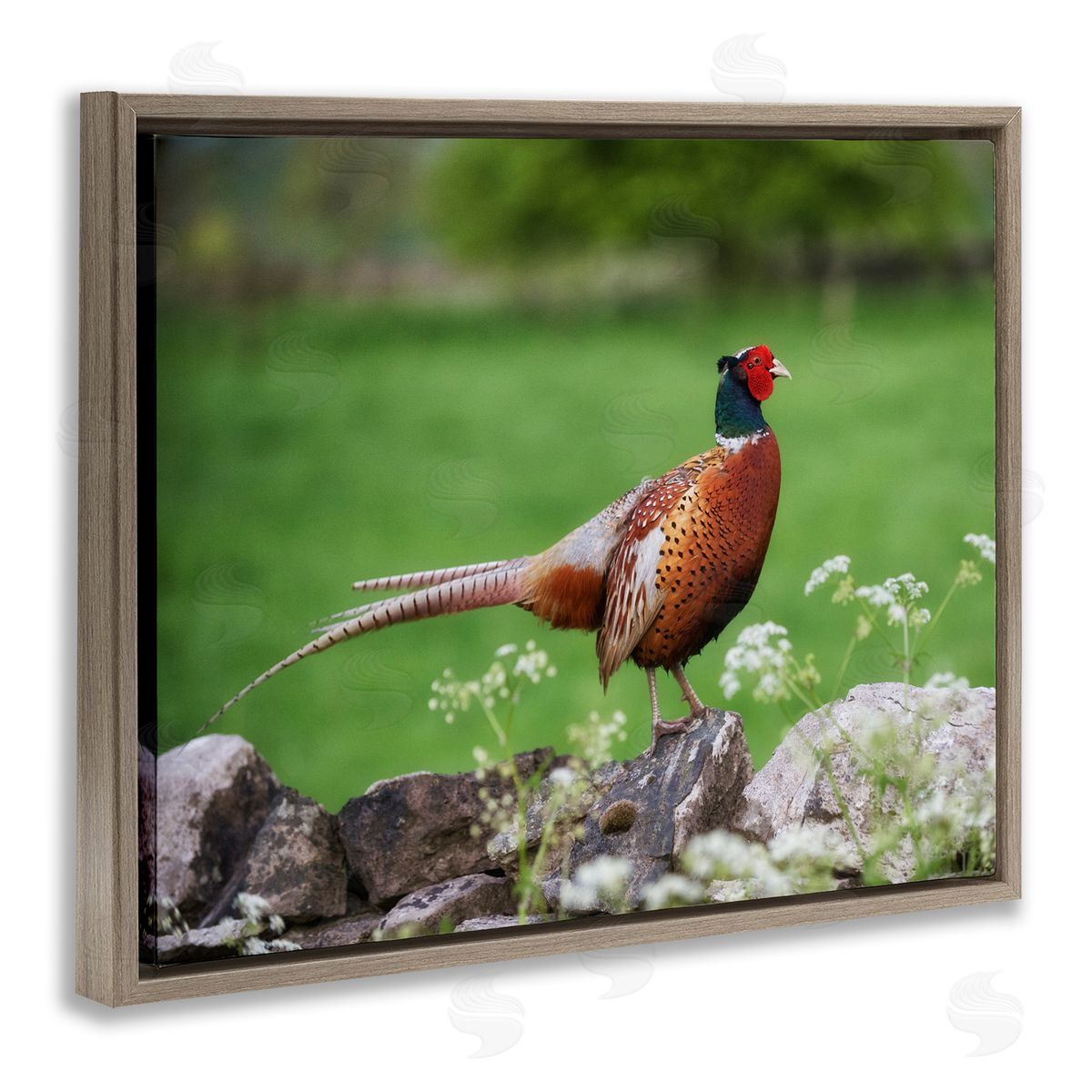 James Dobson Pheasant Strolling Lush Grassland Rural Nature Landscape Brown Floating Frame Canvas Wall Art Print