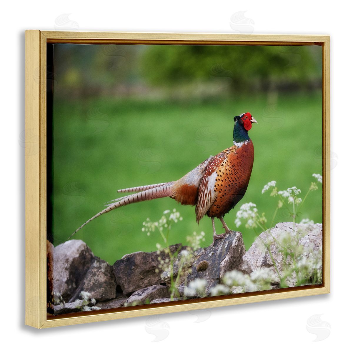 James Dobson Pheasant Strolling Lush Grassland Rural Nature Landscape Gold Floating Frame Canvas Wall Art Print