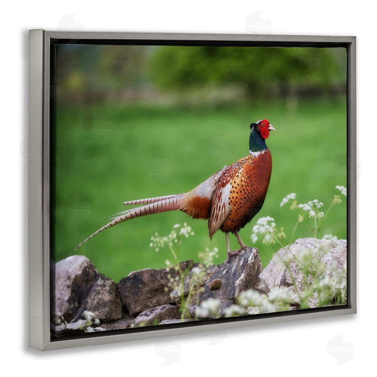James Dobson Pheasant Strolling Lush Grassland Rural Nature Landscape Gray Floating Frame Canvas Wall Art Print