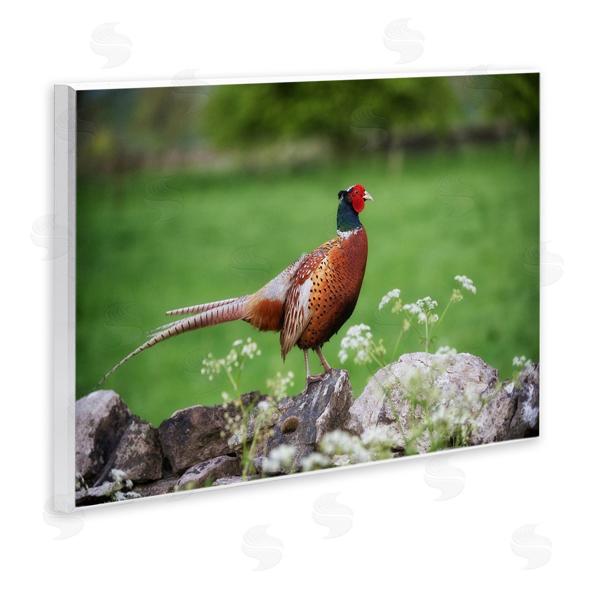 James Dobson Pheasant Strolling Lush Grassland Rural Nature Landscape Wall Plaque Art Print