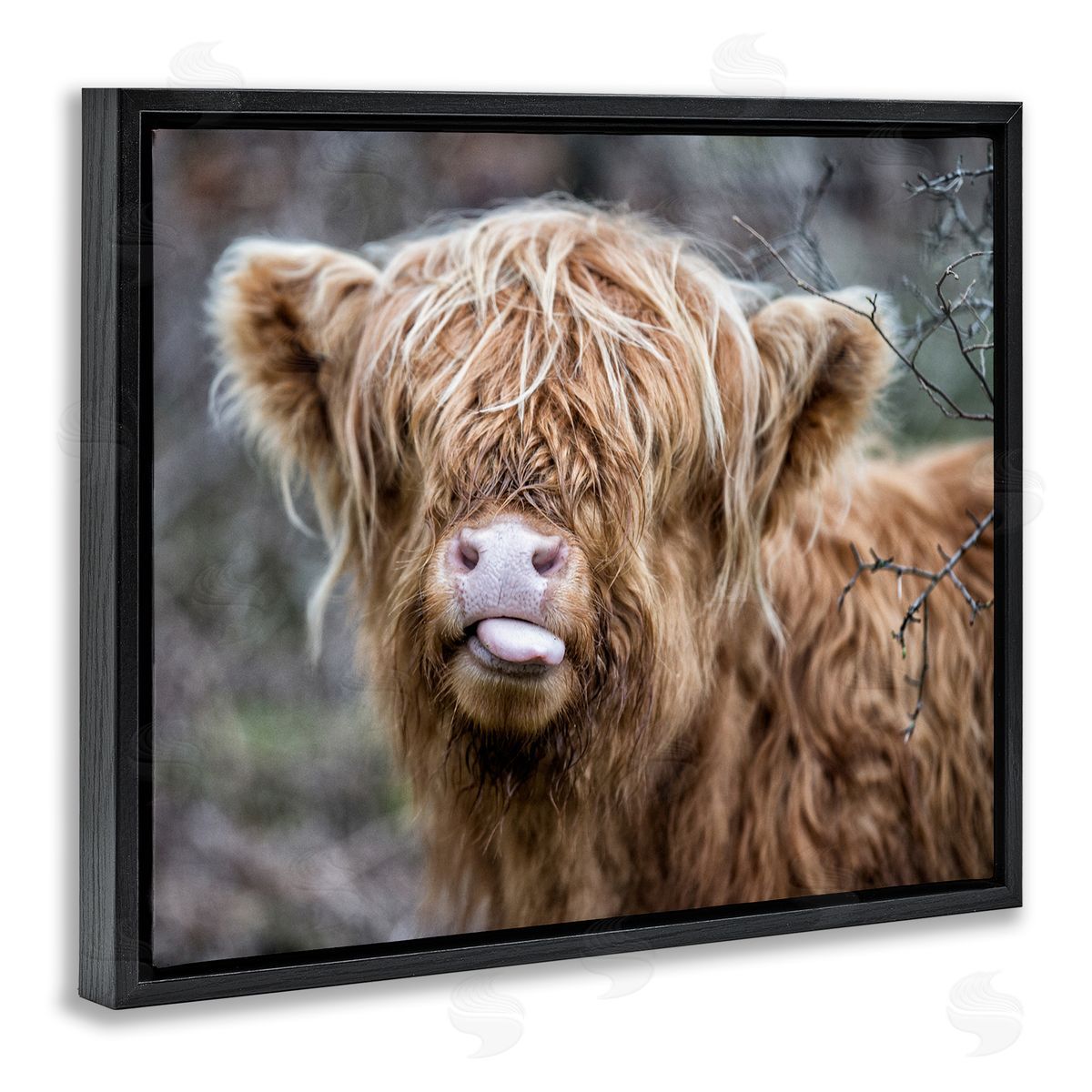 Baby Cattle Licking Lips Black Floating Frame Canvas Wall Art, Home Decor by James Dobson
