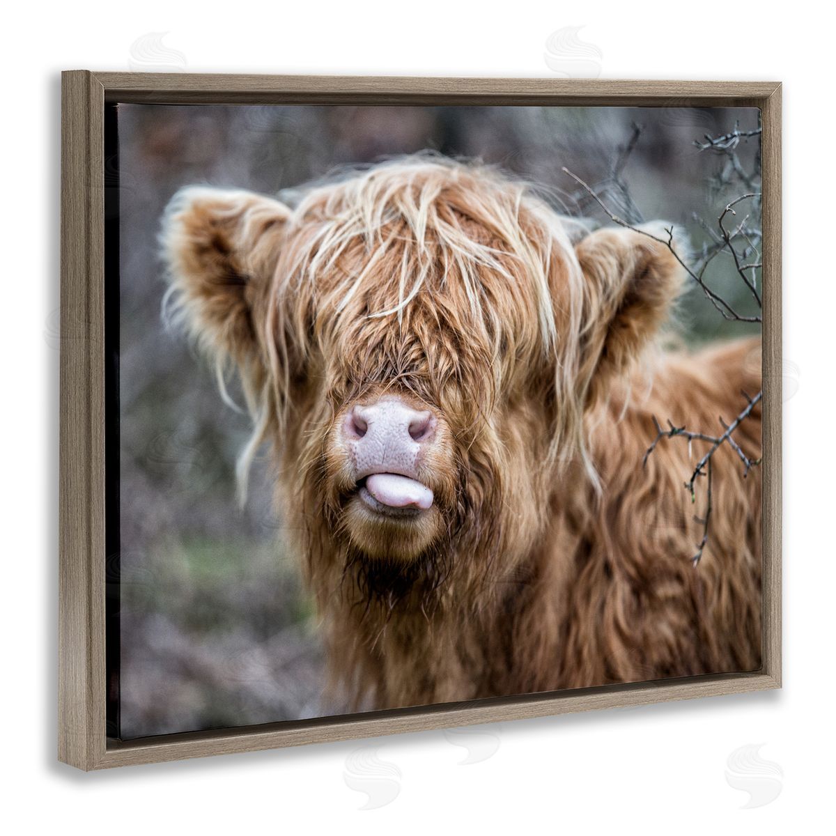 Baby Cattle Licking Lips Brown Floating Frame Canvas Wall Art, Home Decor by James Dobson