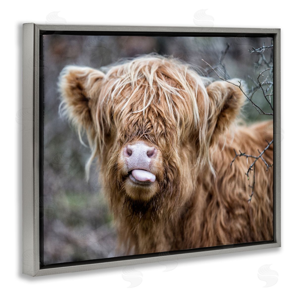 Baby Cattle Licking Lips Grey Floating Frame Canvas Wall Art, Home Decor by James Dobson