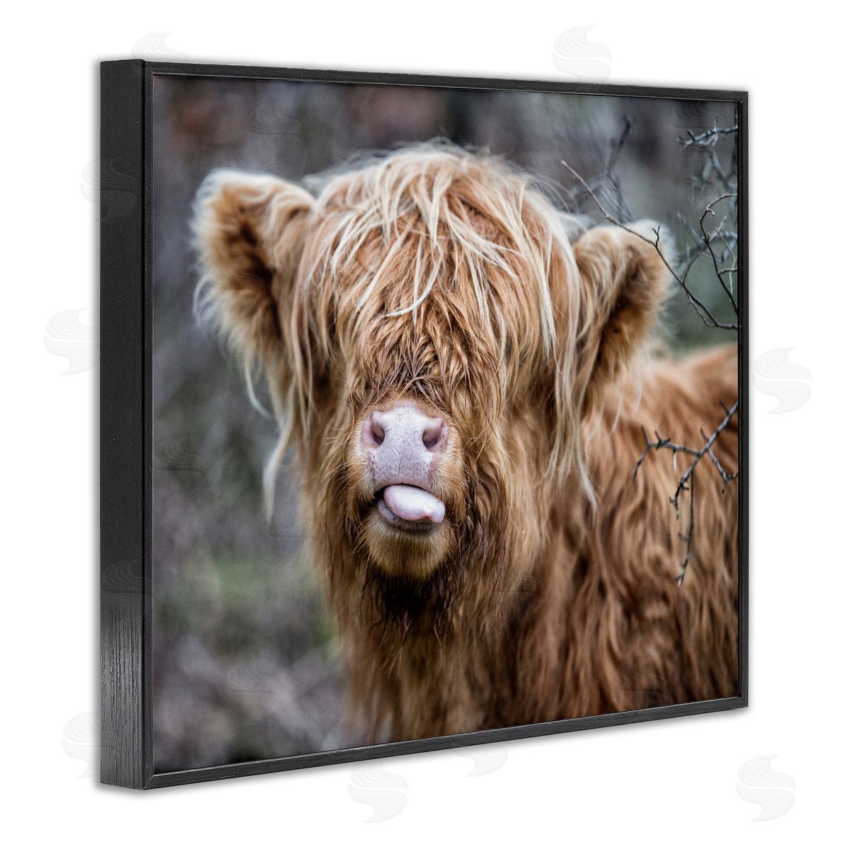 Baby Cattle Licking Lips Black Frame Print Wall Art, Home Decor by James Dobson