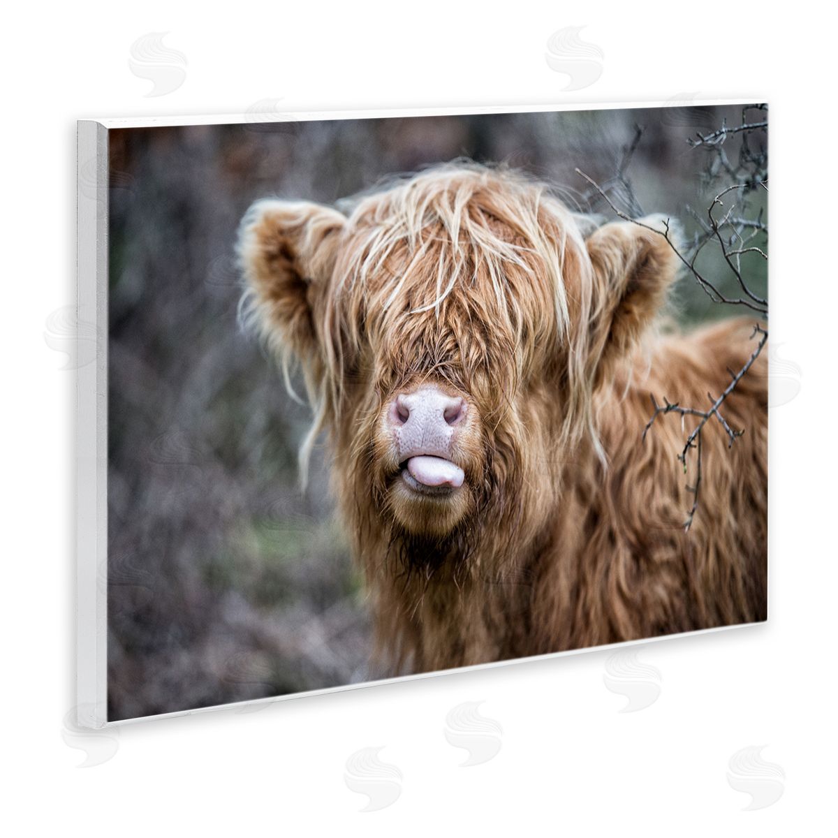 Baby Cattle Licking Lips Wood Plaque Wall Art, Home Decor by James Dobson