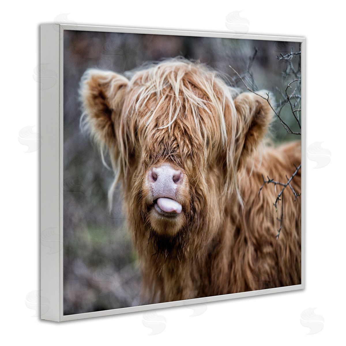 Baby Cattle Licking Lips White Frame Print Wall Art, Home Decor by James Dobson