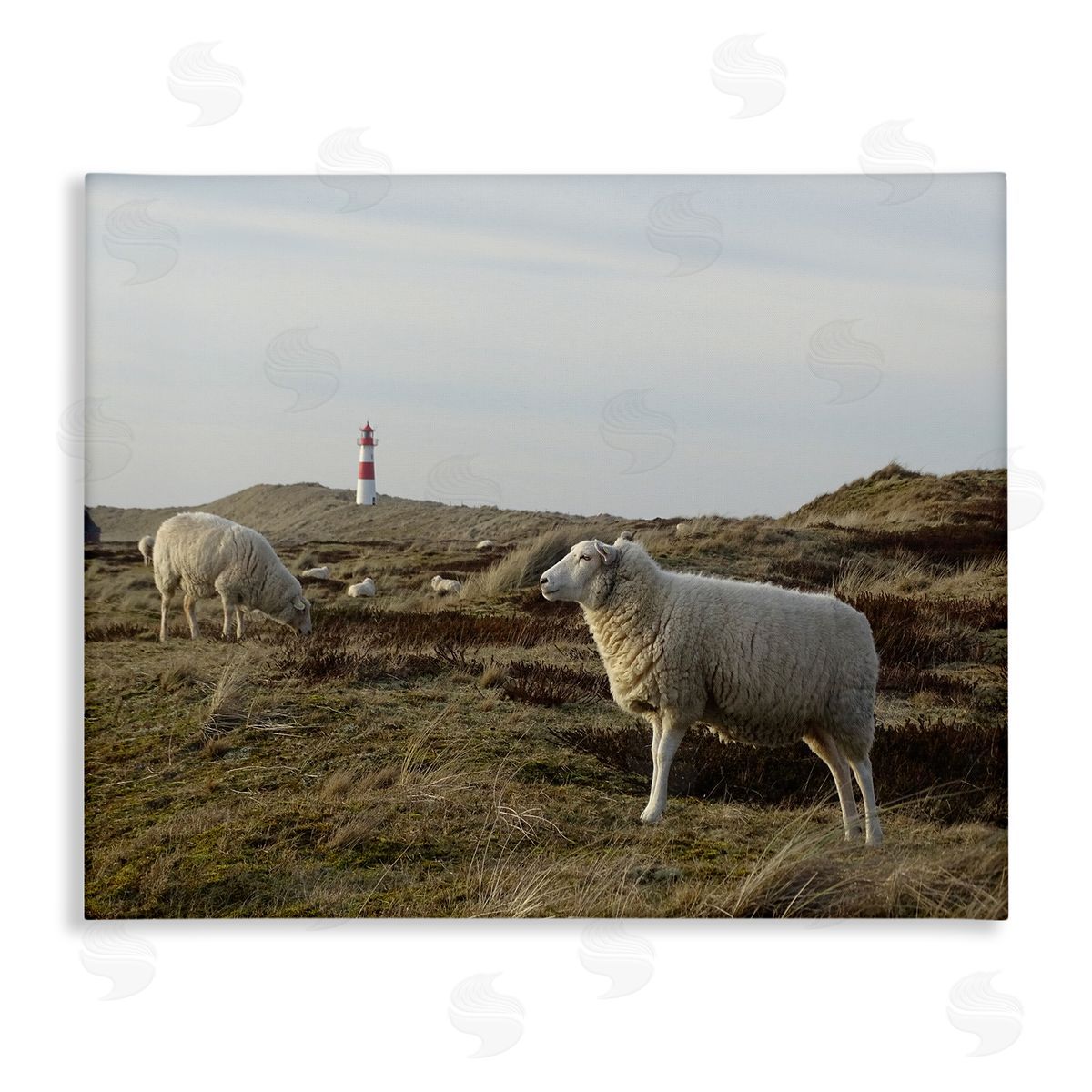 Stupell Studio Grazing Sheep Peaceful Grassland Hills Distant Lighthouse  Stretched Canvas Wall Art Print