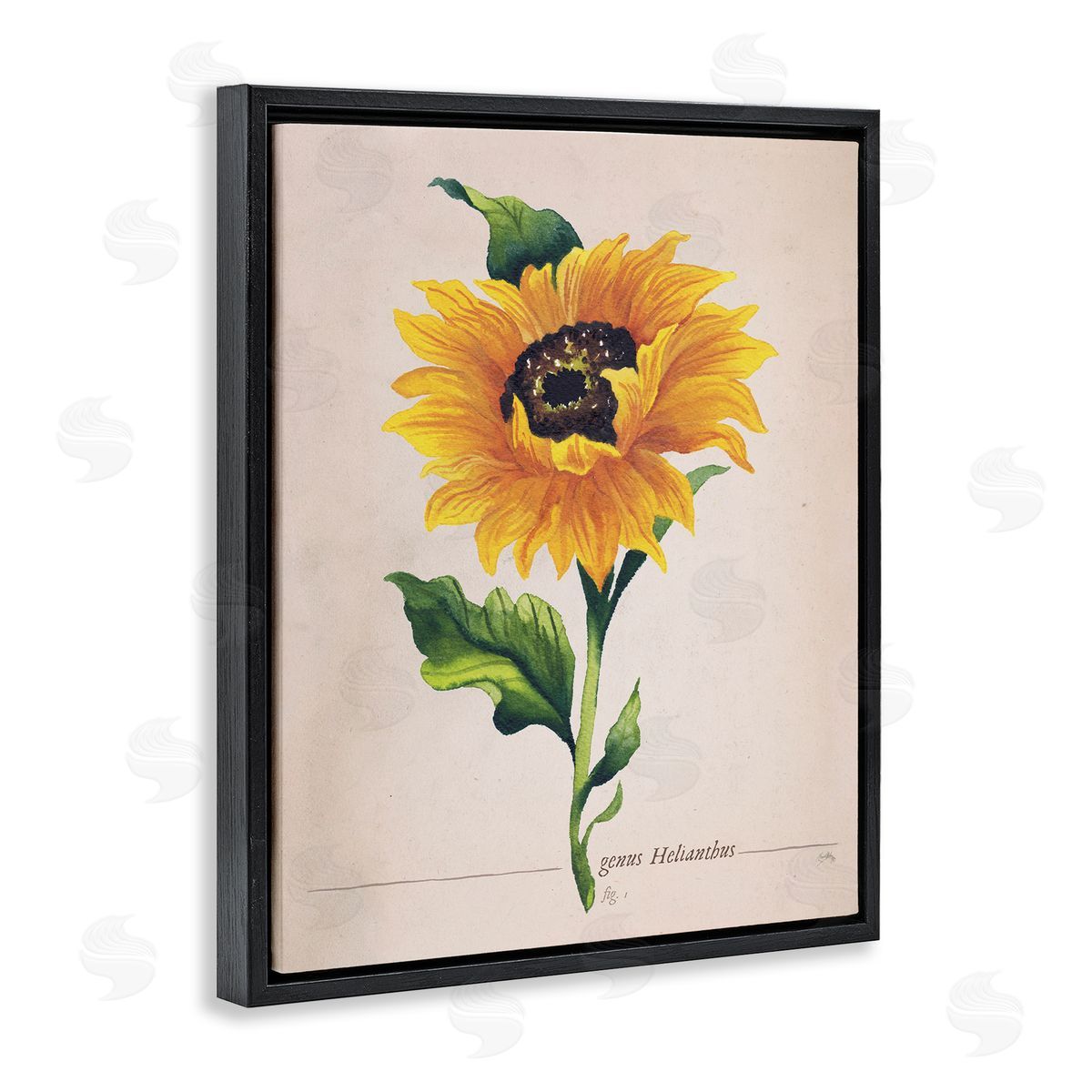 Elizabeth Medley Single Sunflower Blossom Genus Name Study Page Black Floating Frame Canvas Wall Art Print