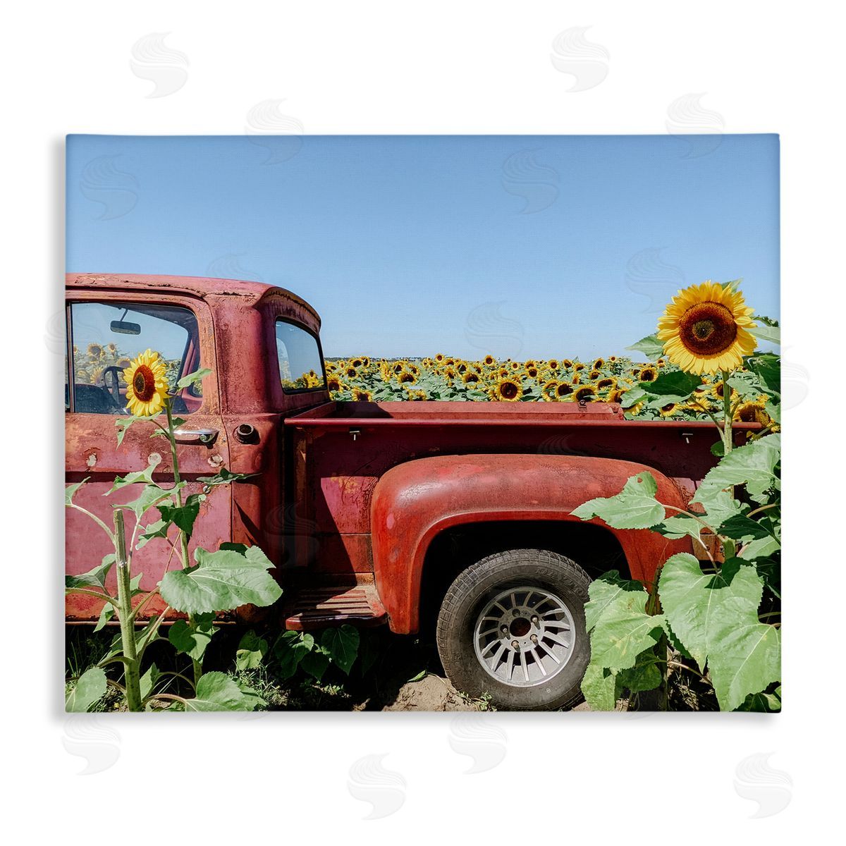 Kali Wilson Red Vintage Pickup Truck Amidst Sunflower Field  Stretched Canvas Wall Art Print