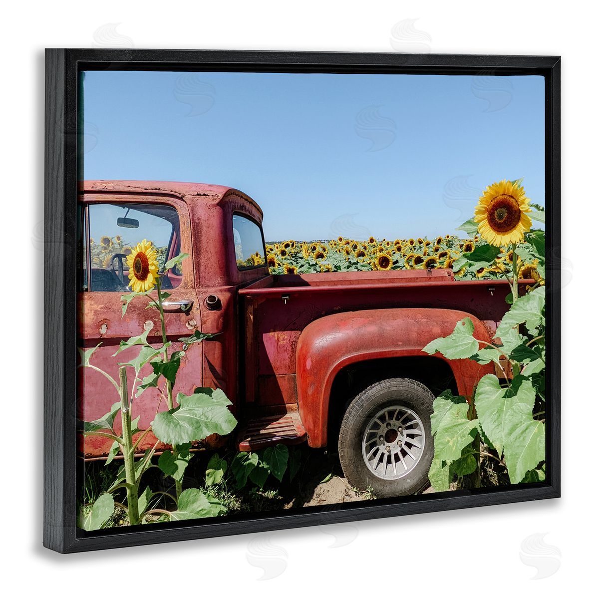 Kali Wilson Red Vintage Pickup Truck Amidst Sunflower Field  Black Floating Frame Canvas Wall Art Print