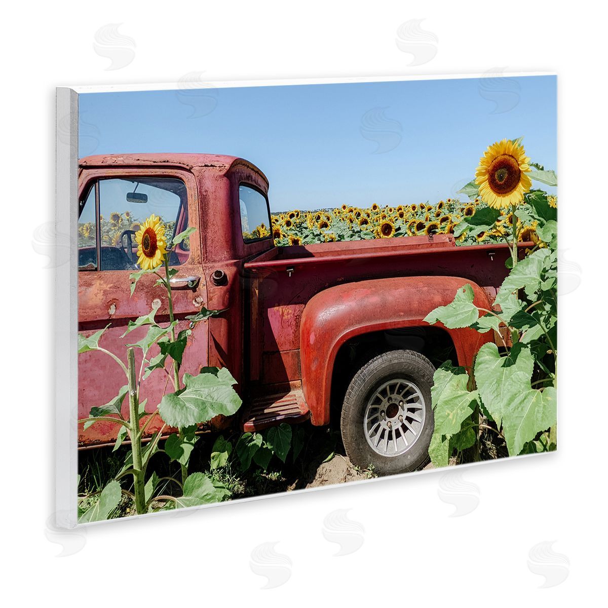 Kali Wilson Red Vintage Pickup Truck Amidst Sunflower Field  Wall Plaque Art Print