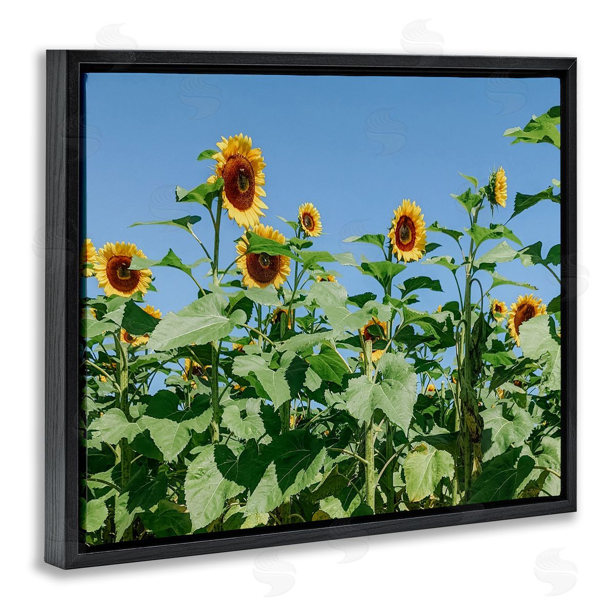Kali Wilson Tranquil Country Sunflower Meadow Sunny Daytime Blooms Black Floating Frame Canvas Wall Art Print