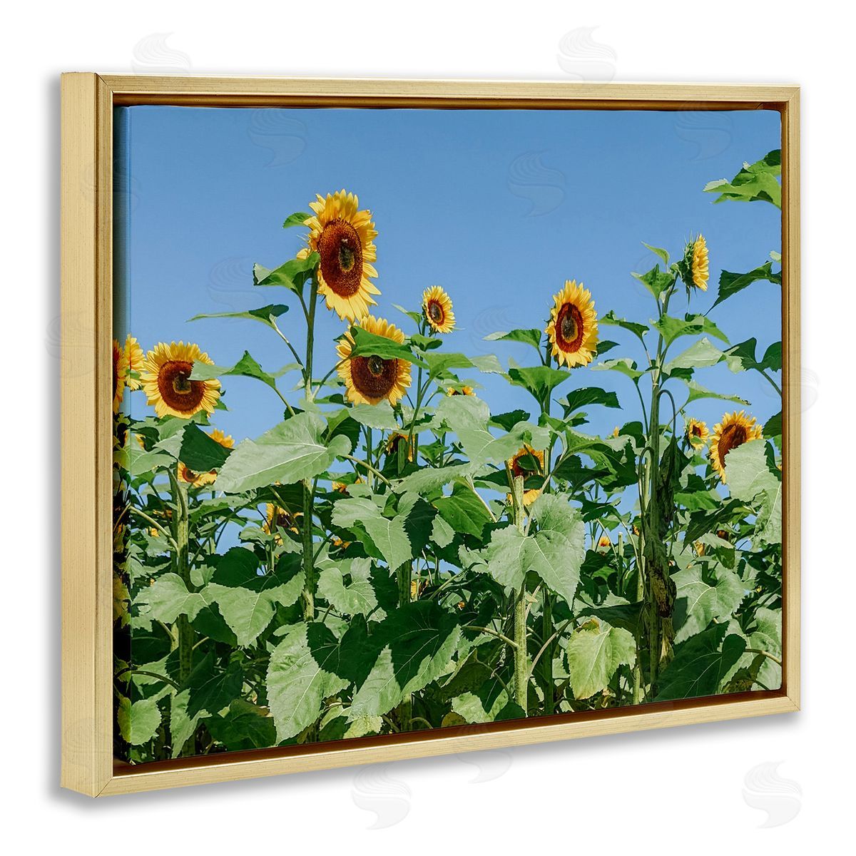 Kali Wilson Tranquil Country Sunflower Meadow Sunny Daytime Blooms Gold Floating Frame Canvas Wall Art Print