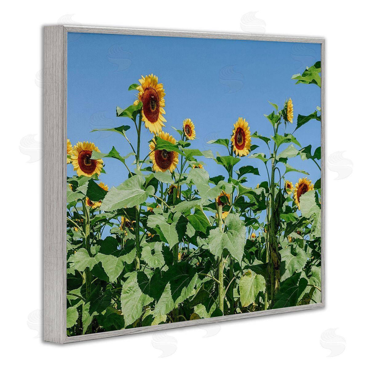Kali Wilson Tranquil Country Sunflower Meadow Sunny Daytime Blooms Gray Framed Giclee Wall Art Print