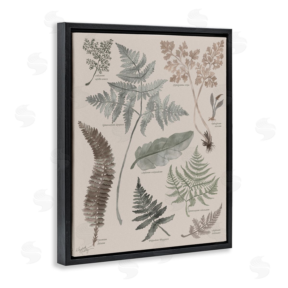 Elizabeth Medley Various Botanical Leaves Latin Study Informative Page Black Floating Frame Canvas Wall Art Print