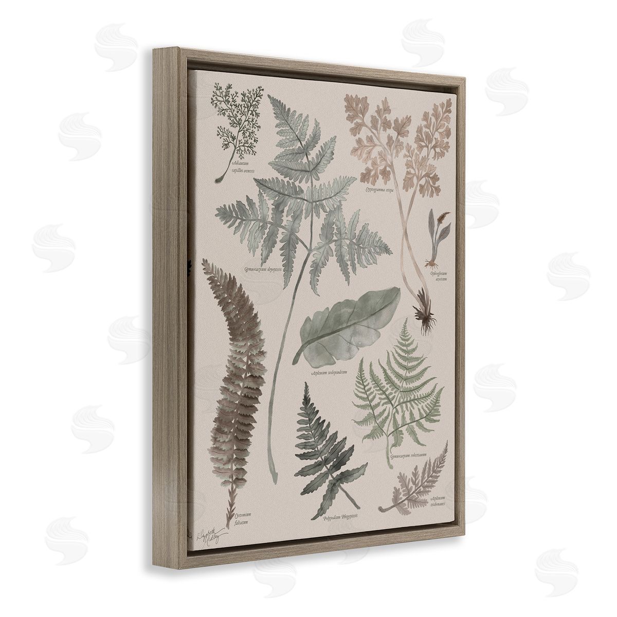 Elizabeth Medley Various Botanical Leaves Latin Study Informative Page Brown Floating Frame Canvas Wall Art Print