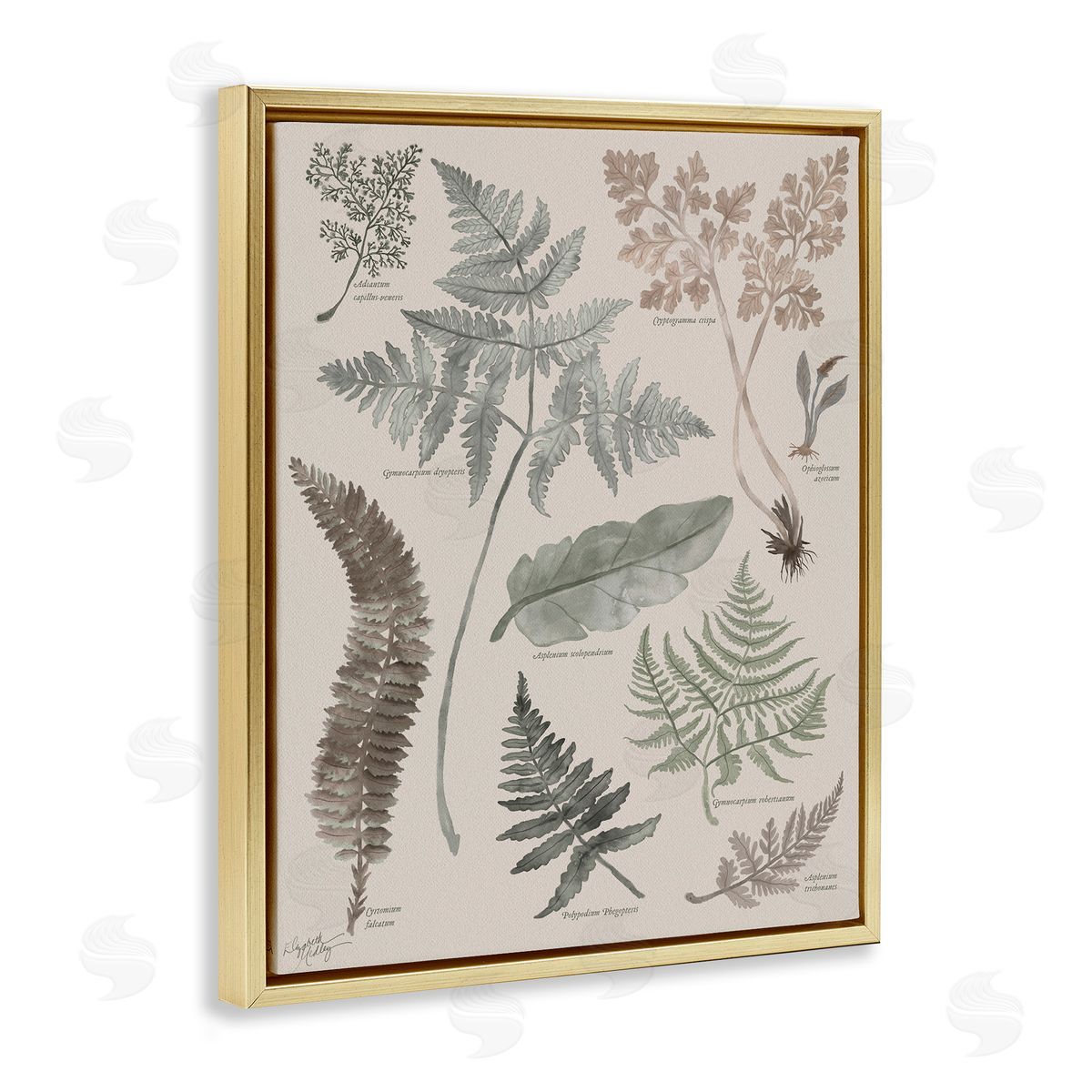 Elizabeth Medley Various Botanical Leaves Latin Study Informative Page Gold Floating Frame Canvas Wall Art Print