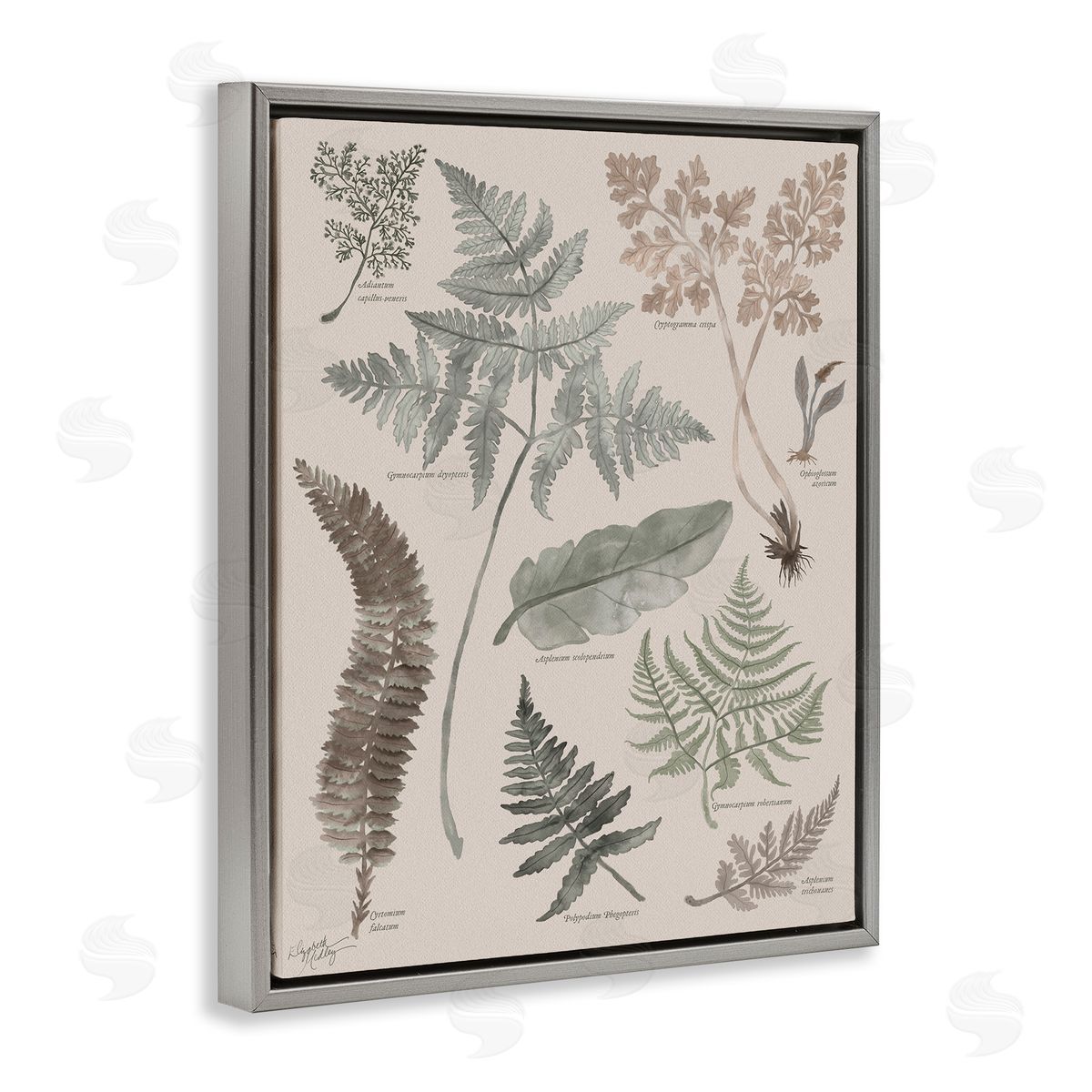Elizabeth Medley Various Botanical Leaves Latin Study Informative Page Gray Floating Frame Canvas Wall Art Print