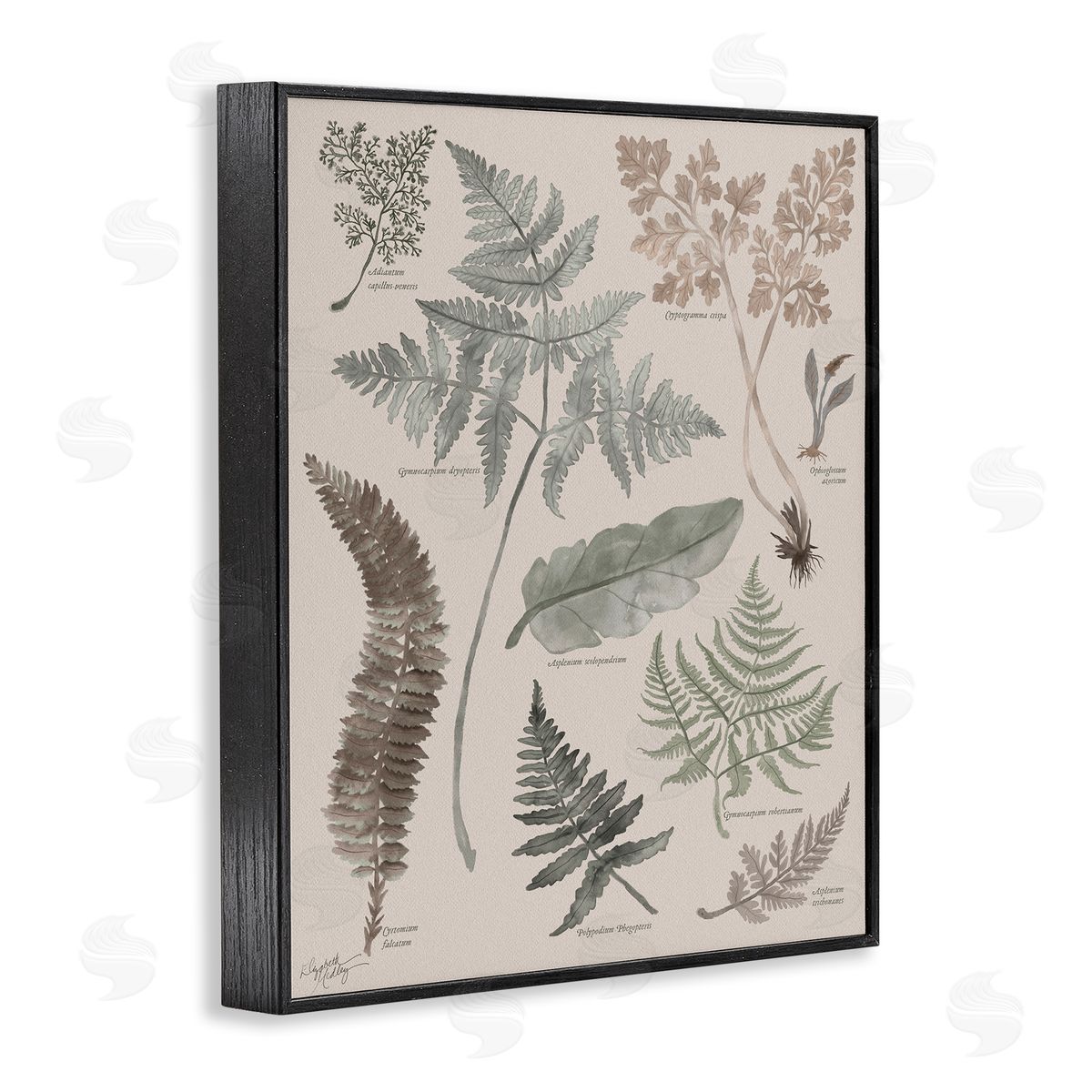 Elizabeth Medley Various Botanical Leaves Latin Study Informative Page Black Framed Giclee Wall Art Print