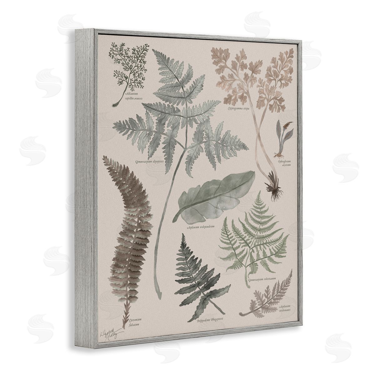 Elizabeth Medley Various Botanical Leaves Latin Study Informative Page Gray Framed Giclee Wall Art Print