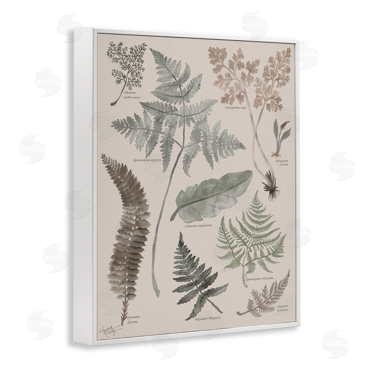 Elizabeth Medley Various Botanical Leaves Latin Study Informative Page White Framed Giclee Wall Art Print