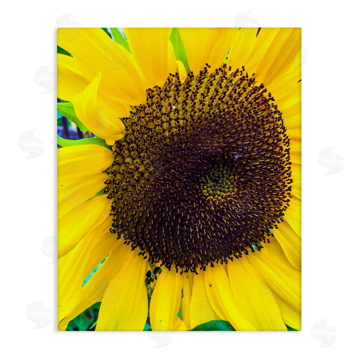 Heidi Bannon Close Up Yellow Sunflower Florets Botanical Nature  Stretched Canvas Wall Art Print