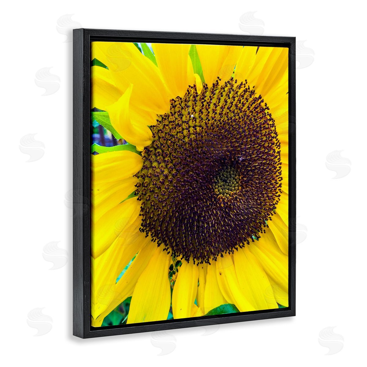 Heidi Bannon Close Up Yellow Sunflower Florets Botanical Nature  Black Floating Frame Canvas Wall Art Print